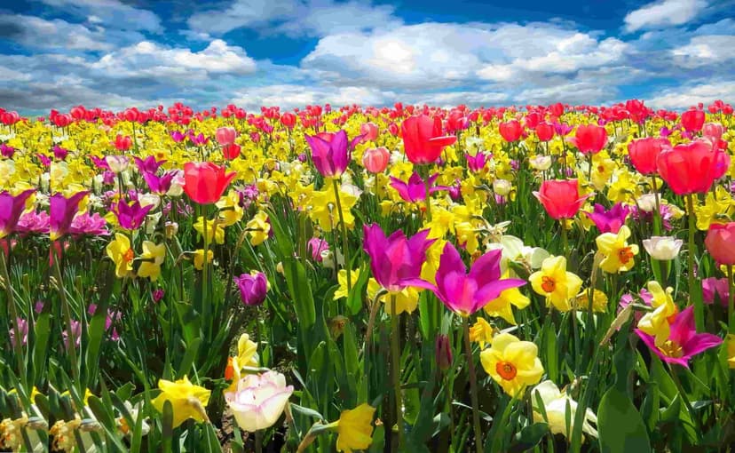 Jammu Kashmir Honeymoon Package From Mumbai - 2