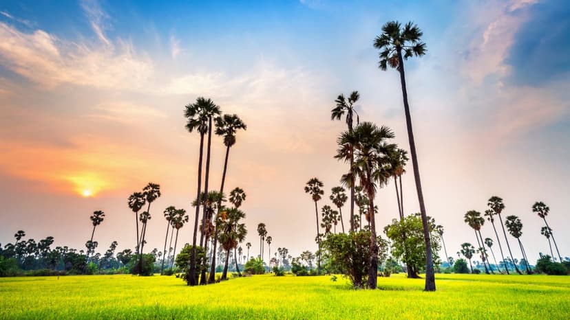 Kerala 3 Nights 4 Days Package with Munnar & Alleppey Houseboat Stay - 2