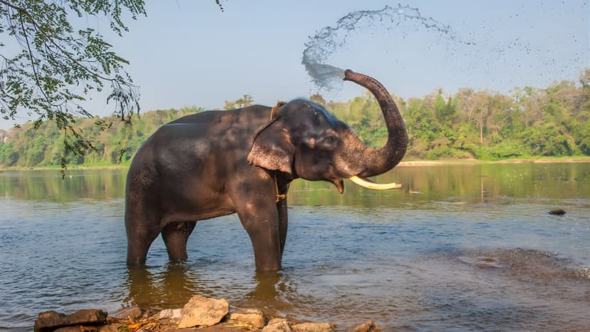 Kerala 3 Nights 4 Days Package with Munnar & Alleppey Houseboat Stay - 3