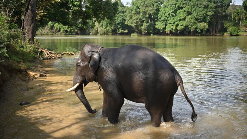 Coorg and Wayanad Tour Packages: A Beautiful Hill Retreat and Nature Escape - 2