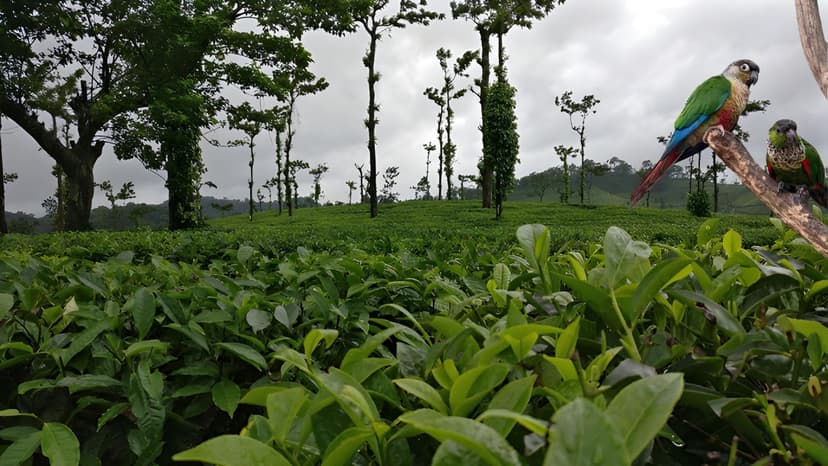 Munnar Alleppey Honeymoon Packages: A Romantic Getaway in the Hills and Backwaters - 2