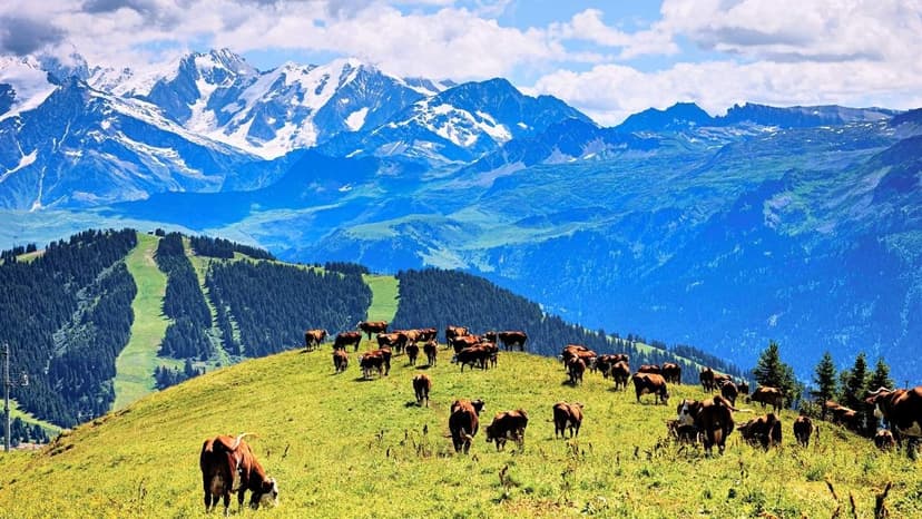 Khajjiar Volvo Package 5 Nights 6 Days - 3