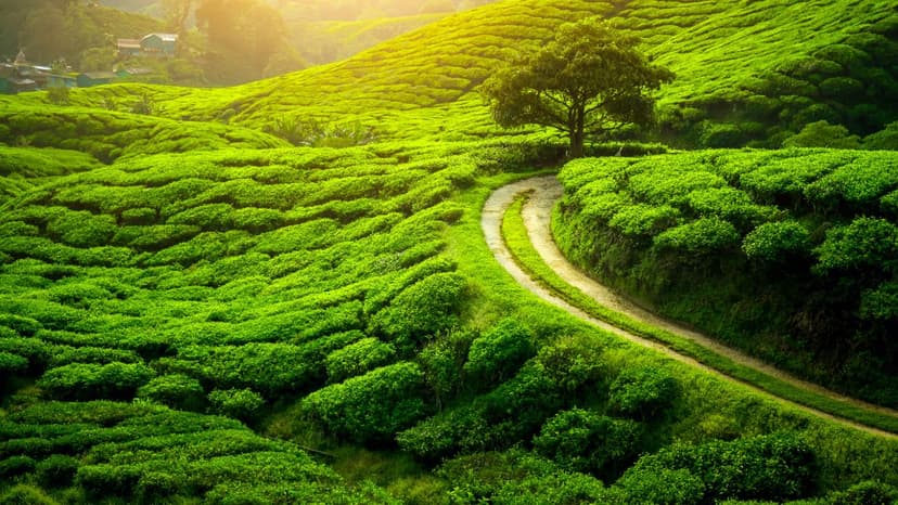 Budget LTC Package – Gangtok & Darjeeling Tour - 2