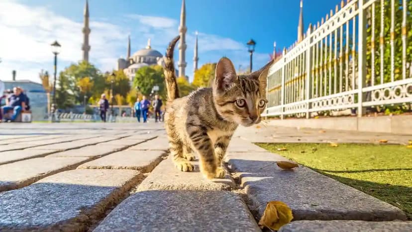 Sweet Europe Package | Book Europe Holiday Packages - 3