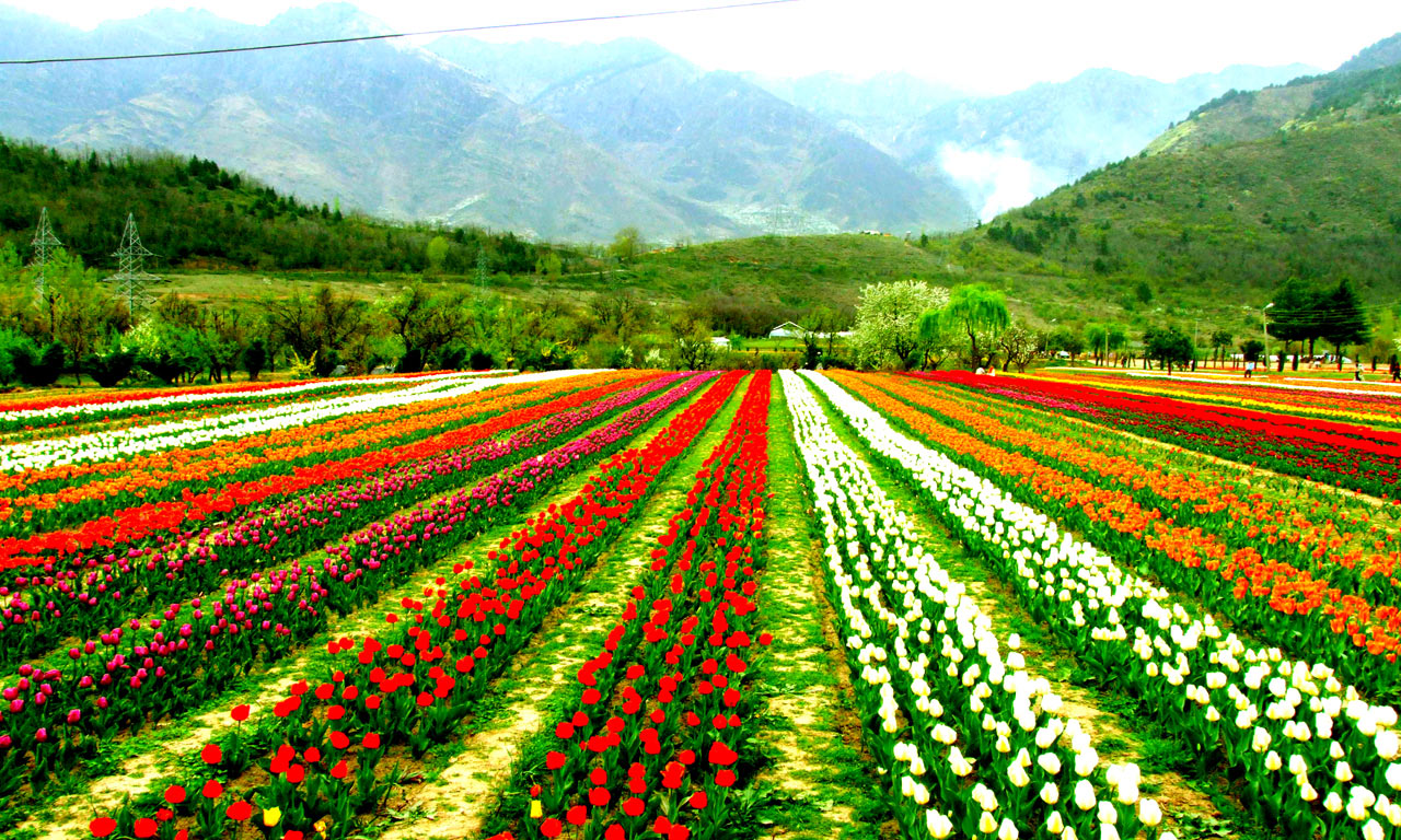 Indira_Gandhi_Tulip_Garden1.jpg
