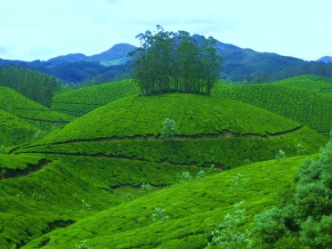 Devikulam,_Munnar.jpg