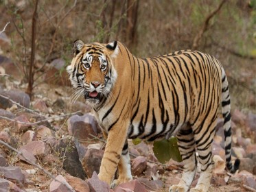 Ranthambore_Tiger_Sanctuary.jpg